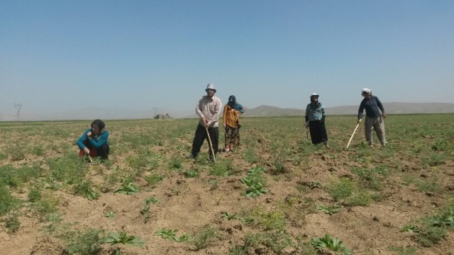 لزوم حمایت دولت از نخودکاران شهرستان اسلام آبادغرب لزوم حمایت دولت از نخودکاران شهرستان اسلام آبادغرب