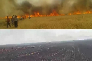 گندم‌هایی که به جای نان خاکستر می شوند/ آتش بر جان مزارع «هرسم»