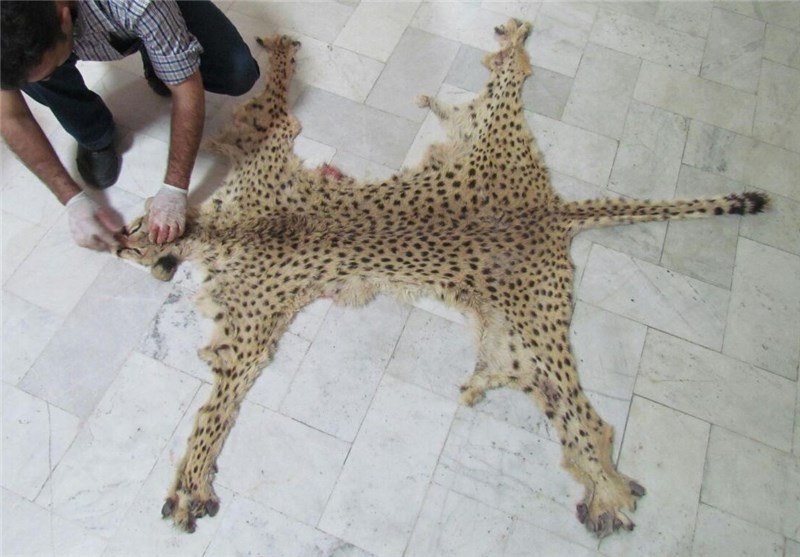 یوزپلنگ‌ها، رهسپار جاده‌ای به‌مقصد موزه‌های آرام