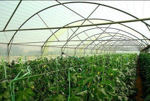  گلخانه اسلام‌آباد غرب در سفر دولت به کرمانشاه کلنگ زنی می‌شود