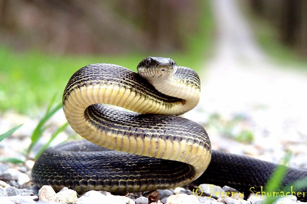 مار و عقرب دیدید خونسرد باشید!