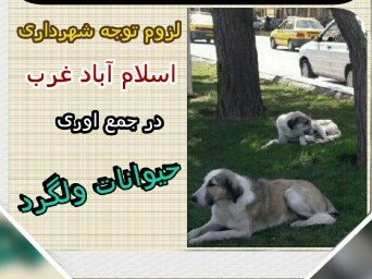 شهرداری اسلام آباد غرب و طرح جمع آوری حیوانات ولگرد !