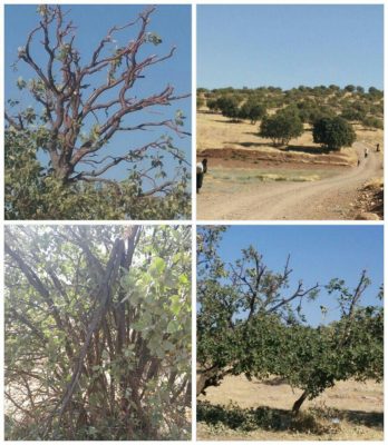 امسال درختان بلوط اسلام آباد قربانی شیرین زبانی خود شده اند