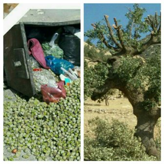 رسم ناخوشایند شوکه گیری قاتل درختان بلوط در غرب استان کرمانشاه