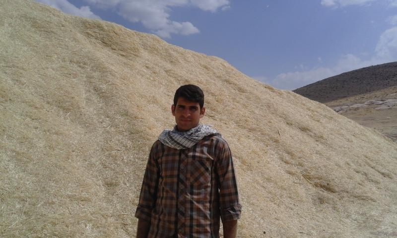 اجرای اقتصاد مقاومتی با جمع آوری کاه و کلش بی ارزش در اسلام آبادغرب