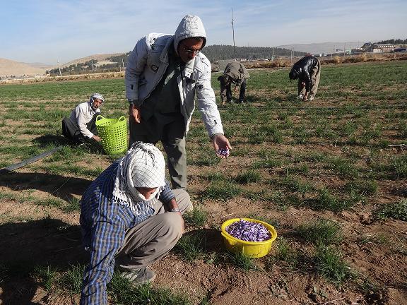 آغاز برداشت زعفران در اسلام آباد غرب آغاز برداشت زعفران در اسلام آباد غرب