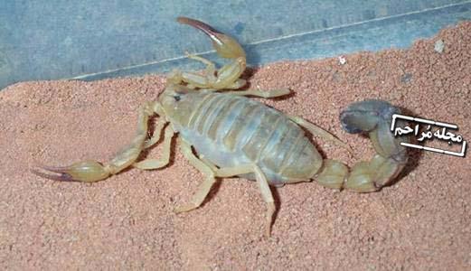 تصاویر زایمان عقرب/نمایان شدن بخشی از قدرت خداوند را ببینید