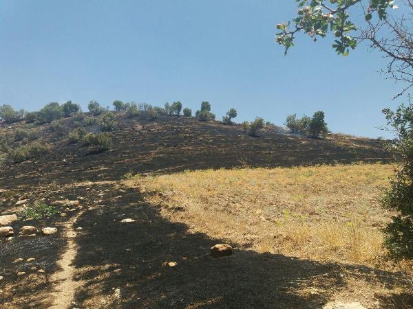 3 هکتار از مراتع و جنگل های بخش حمیل طعمه حریق شد+عکس