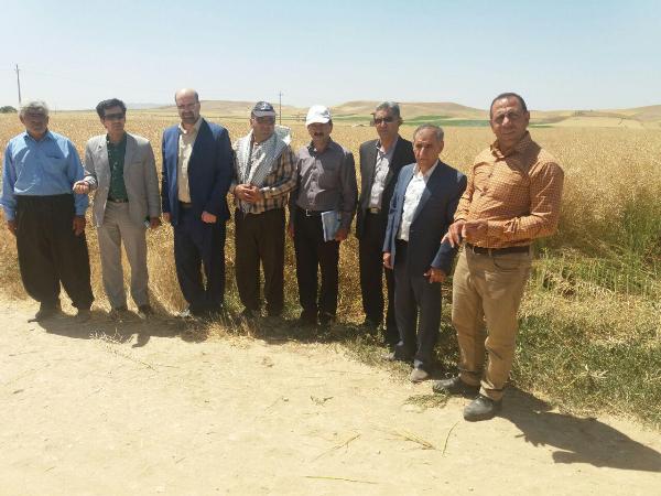 توصیه به کشاورزان اسلام آبادغرب جهت کشت محصولات با نیاز آبی کم/پیش بینی برداشت 250تن کلزا در بخش حمیل