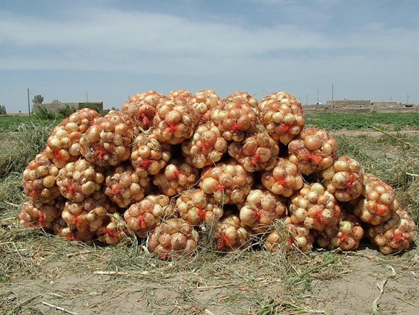 دست مافیای کشاورزی در افزایش قیمت پیاز/ افزایش قیمت و خاکسپاری محصولات دستاوردِ نبود الگوی کشت