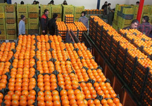 ضربه فنی باغداران ایرانی توسط نارنجی پوشان خارجی + فیلم ضربه فنی باغداران ایرانی توسط نارنجی پوشان خارجی + فیلم