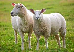 نسل کشی گوسفندها، عامل جدید گرانی گوشت + صوت 