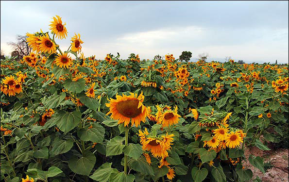 پیش بینی تولید 360 تن دانه روغنی آفتابگردان از مزارع دهستان شیان اسلام آباد غرب پیش بینی تولید 360 تن دانه روغنی آفتابگردان از مزارع دهستان شیان اسلام آباد غرب