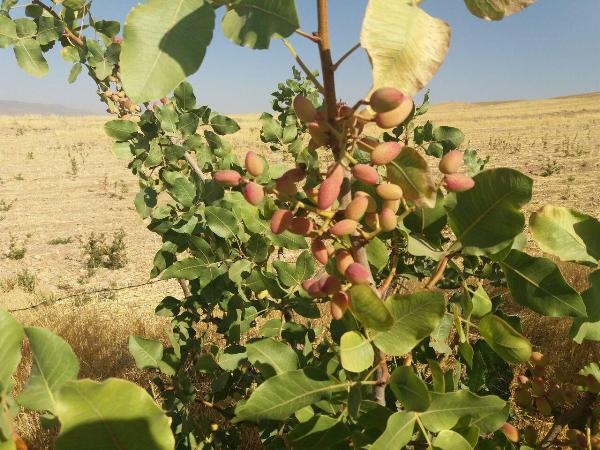 توصیه به کشت محصولات کشاورزی درآمدزا با مصرف آبی کم/ ارزیابی مطلوب باغات پسته در بخش حمیل توصیه به کشت محصولات کشاورزی درآمدزا با مصرف آبی کم/ ارزیابی مطلوب باغات پسته در بخش حمیل