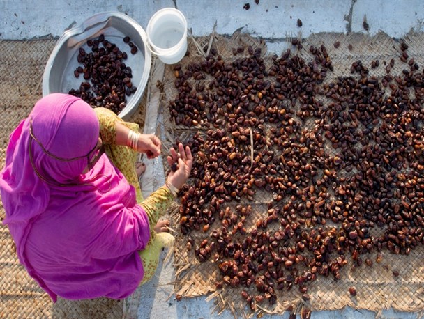 دلالان خرما بازار را قبضه کردند!/ سود 90 درصدی حاصل از زحمت یکساله کشاورزان کجا می رود؟
