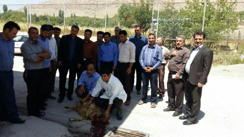 توزیع گوشت قربانی در بین ایتام ونیازمندان دالاهو+تصاویر