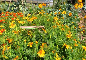 زنده زنده خوردن زنبور توسط مانتیس + فیلم 