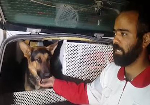 نجات ۶ نفر از زلزله‌زدگان توسط سگ‌های زنده یاب +فیلم 