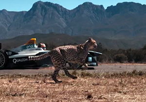 مسابقه دیدنی چیتا با خودروی فرمول یک + فیلم 