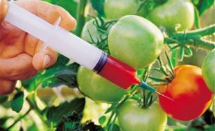 دلیل اصرار مشکوک برای خوراندن تراریخته به مردم چیست؟