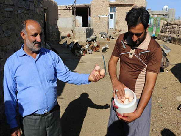 گرانی تخم مرغ و راه های ساده پیش رو!