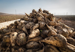 تحویل بیش از 150هزار تن چغندرقند به کارخانه قند اسلام آبادغرب