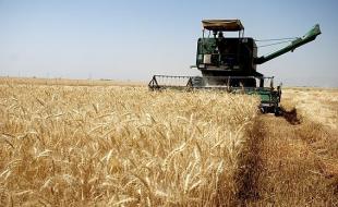 زدودن تلخی بدقولی های دولت از کام کشاورزها/ پرداخت ۳ روزه پول گندم در سال ۹۷