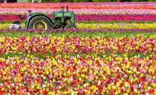 دسته گل هایی که واردات به آب می دهد!