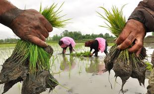 برنج حتی در مناطق خشک کشور هم کشت می شود/ پاس کاری دو وزارت خانه به هم