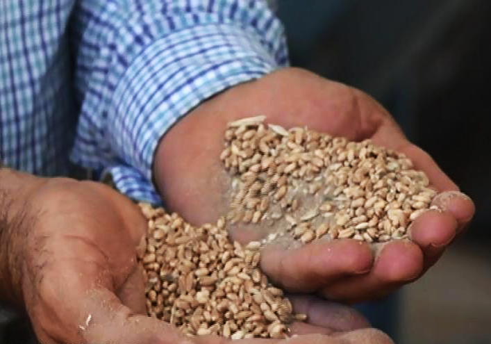 صنعت خاک فروشی گندم در دام تورهای جدید + صوت 