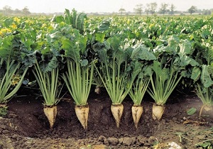 کشت 2هزار و 300هکتار چغندر قند 