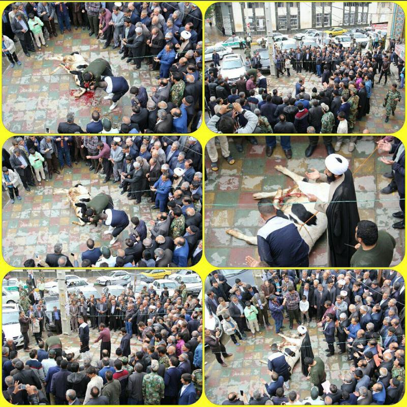 ذبح قربانی به شکرانه بارش رحمت الهی در اسلام آبادغرب +تصاویر