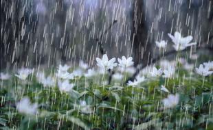 ۳۷۲.۴میلیمتر بارش طی سال زارعی جاری دراستان کرمانشاه/کاهش ۴درصدی