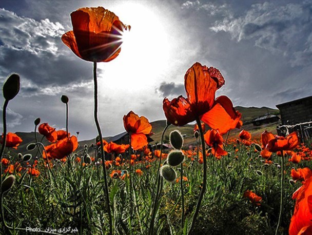 طبیعت بهاری مسیر اسالم به خلخال/تصاویر