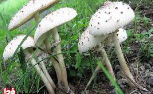 آمار مسمومان مصرف قارچ سمی در کرمانشاه به ۲۱۰ نفر رسید /اعلام ۵ فوتی