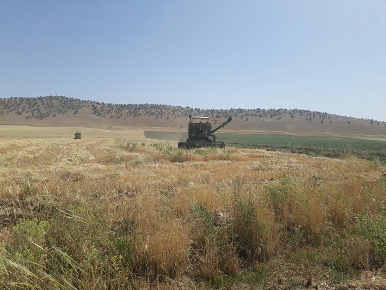  برداشت بیش از  82 تن جو از مزارع هنرستان کشاورزی اسلام آبادغرب