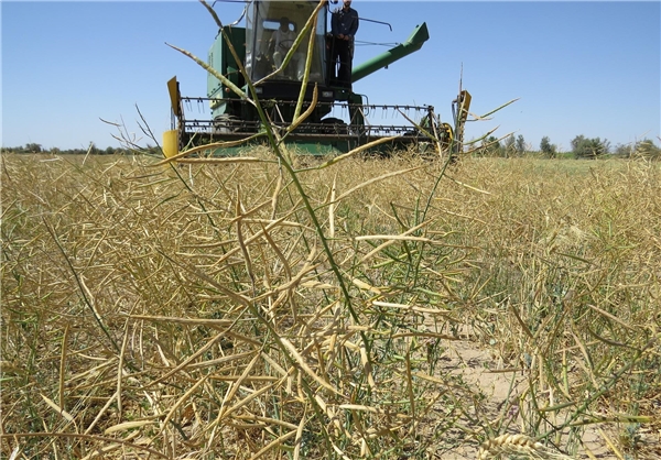 کشاورزان اسلام آبادی بیشترین تولید کلزا در سطح استان داشته اند/ برداشت بیش از 2000 تن کلزا در شهرستان