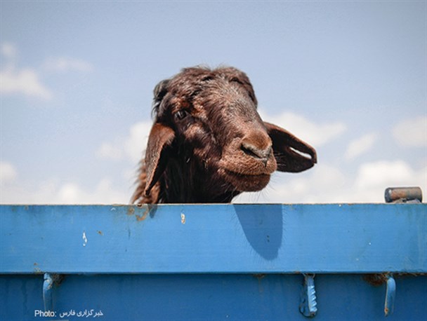 بازار دام در آستانه عید قربان/ تصاویر