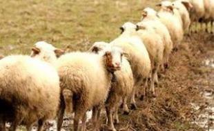 «قاچاق» دام در لوای کوچ «عشایر» / چراغ خاموش قاچاقچیان دام در مرزهای غربی «قاچاق» دام در لوای کوچ «عشایر» / چراغ خاموش قاچاقچیان دام در مرزهای غربی