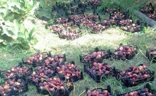 پیش بینی برداشت ۶۰۰۰ تن انجیر در کرمانشاه پیش بینی برداشت ۶۰۰۰ تن انجیر در کرمانشاه