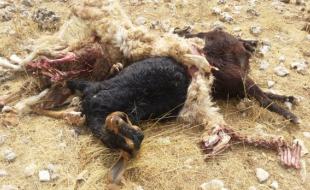 دفن بهداشتی دام های صاعقه زده در دالاهو