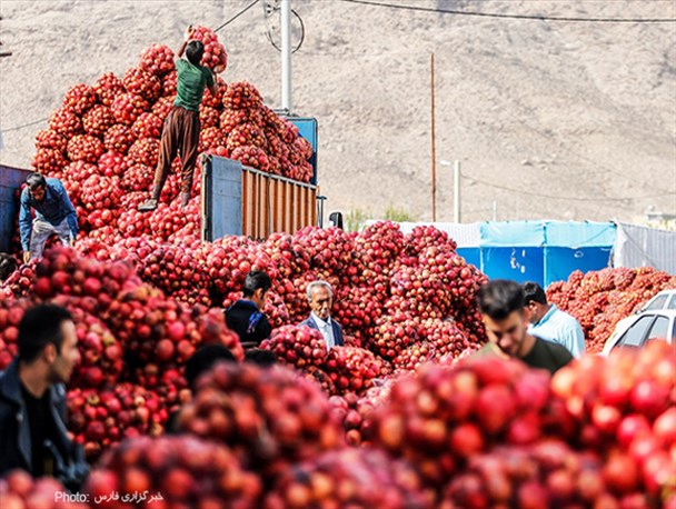 برداشت انار صادراتی در «ایج» استهبان/تصاویر