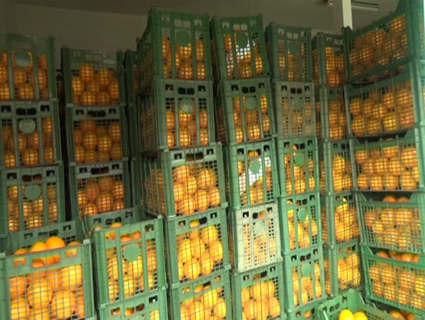 تصمیم دیر هنگام برای ذخیره سازی میوه عید ۹۸/ آیا شب عید با کمبود محصولات باغی مواجه خواهیم شد؟ تصمیم دیر هنگام برای ذخیره سازی میوه عید ۹۸/ آیا شب عید با کمبود محصولات باغی مواجه خواهیم شد؟