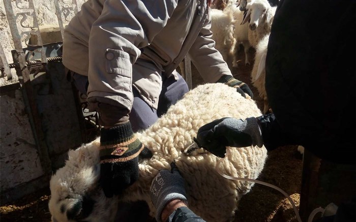 واکسیناسیون بیش از200 هزار راس دام علیه بیماری تب برفکی در شهرستان اسلام آبادغرب
