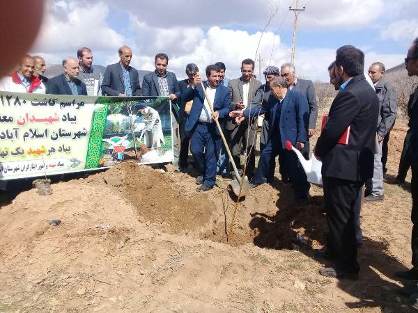 غرس بیش از یک هزار اصله نهال در اسلام آبادغرب+تصاویر