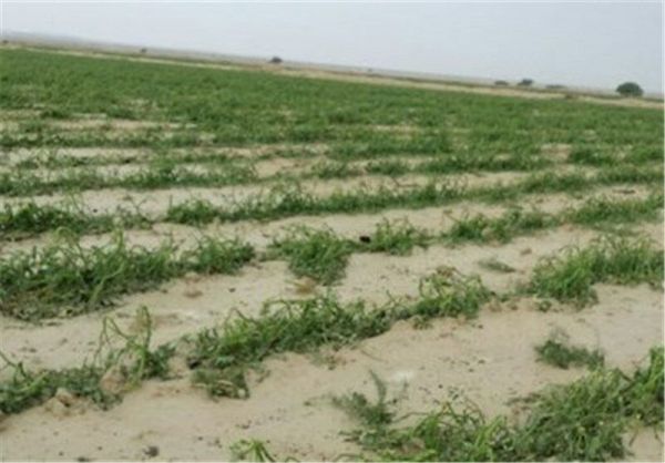 خسارت 37هزار د و350 میلیون ریالی سیل به بخش کشاورزی اسلام آبادغرب