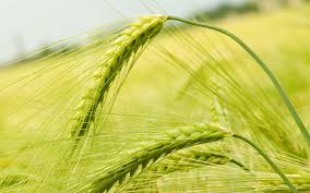 هشدار به کشاورزان اسلام آبادغرب برای مبارزه با "زنگ زرد" گندم و جو