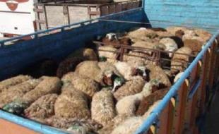 کشف دام قاچاق در اسلامآبادغرب کشف دام قاچاق در اسلامآبادغرب