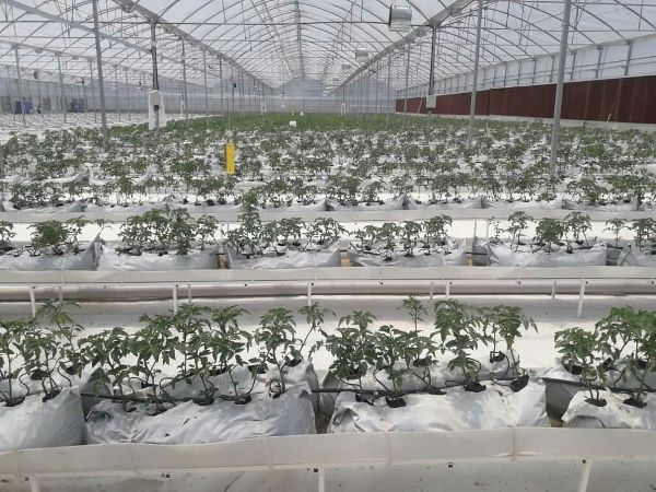 بزودی ۵ هزار متر مربع از گلخانه مدرن اسلام آبادغرب افتتاح می شود بزودی ۵ هزار متر مربع از گلخانه مدرن اسلام آبادغرب افتتاح می شود