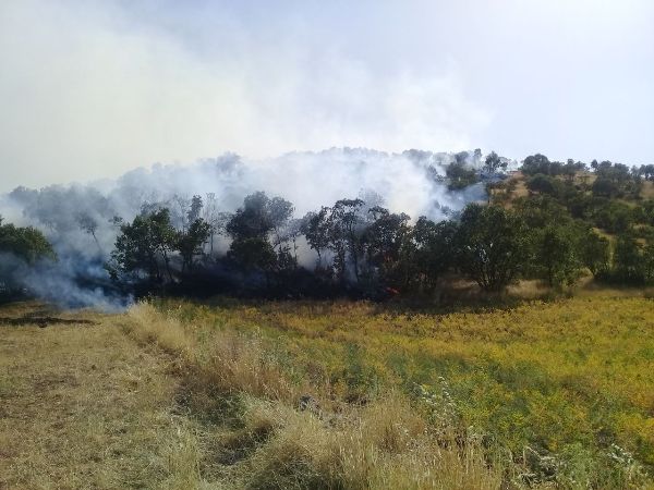 مهار آتش سوزی جنگل های شمالی اسلام آبادغرب+تصاویر